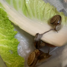 カタツムリの結婚の画像