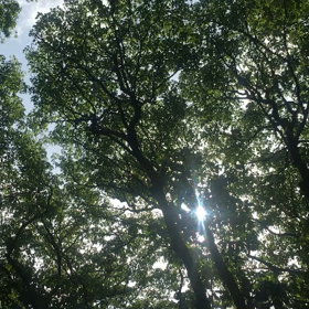 林で涼しくの画像