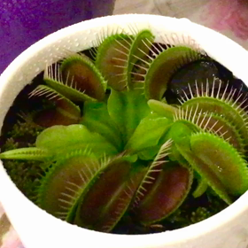 食虫植物くんの画像