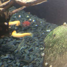 大食いヒドジョウの画像