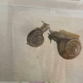 カタツムリも春の画像