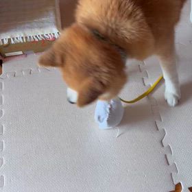 ちょっと遊べるようになったワサビ君の画像