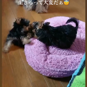 生きるって大変だぁ❤️の画像
