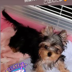 おはようございますの画像
