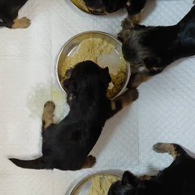 ６っ子ちゃん離乳食始めましたの画像
