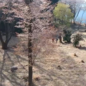 ”【屏風岩公苑】4月11日”の画像