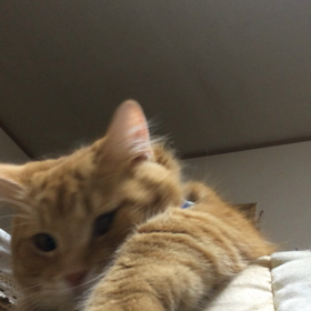 2015年01月16日の画像