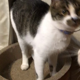 欲しいにゃーの画像