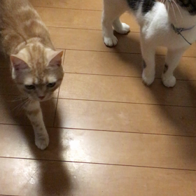 ちょうだいの画像