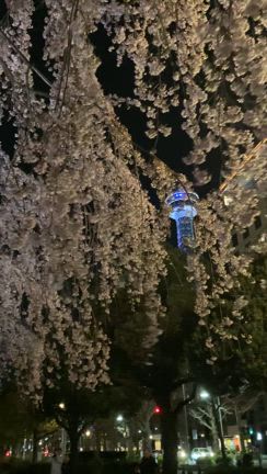 ニューグランドと枝垂れ櫻の記事動画