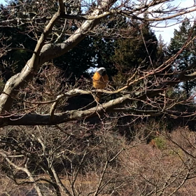 やゆこ、遊んでもらうの画像
