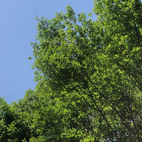 風の音、葉の音の画像