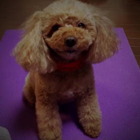 愛犬の画像