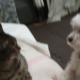 マルチmix♂ユキト、猫に怒られショボーンの画像