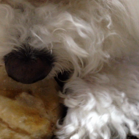 ガリガリ君の画像