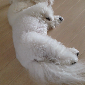 最近のロンとノアの画像