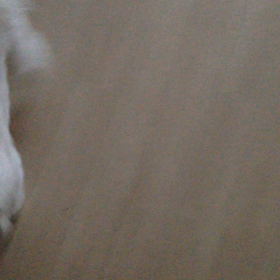 お返事するロン その2の画像