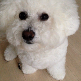 お返事するロン その1の画像