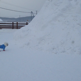 ドックランの画像