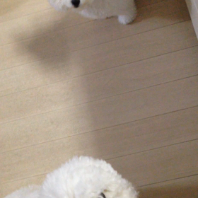 我が家のお食事風景の画像