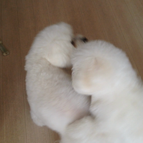 ノアのヒートが終わりました！の画像