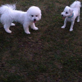 ノアの友達の画像