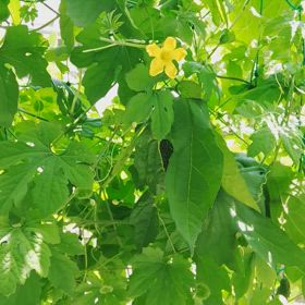 グリーンカーテンで納涼の画像