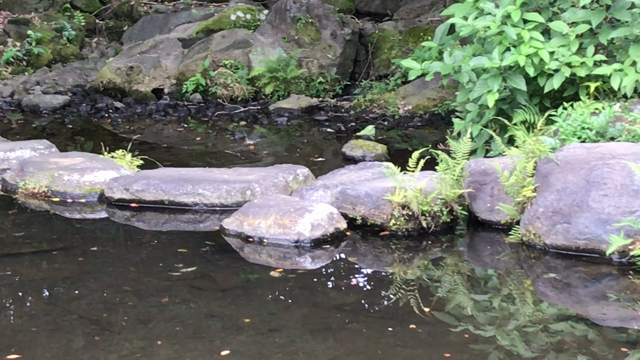 カワセミ見るたび良いカメラが欲しくなるの記事動画