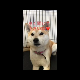 しゃべる犬。の画像