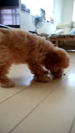 フードを自分で食べない生後2ｹ月のトイプーの記事動画