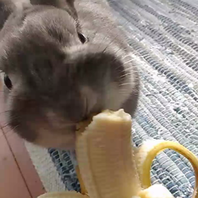 ウサギ、バナナに目がない！の画像