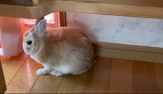 母の日　の記事動画