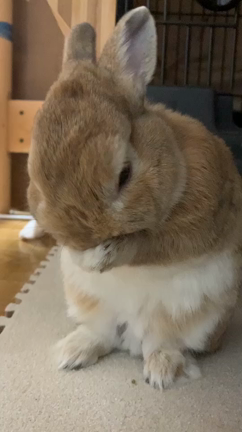 きれい好きの記事動画