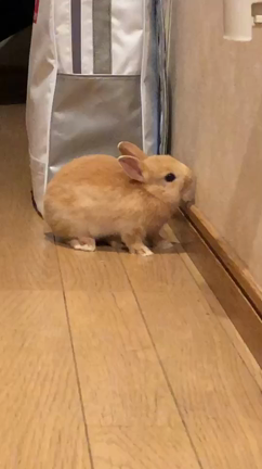 今夜はうさぎ三昧の記事動画