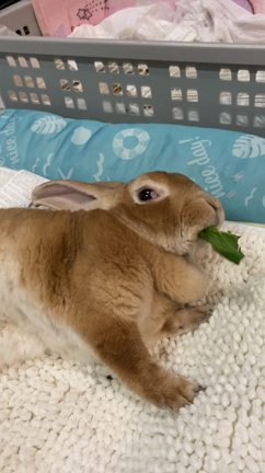 うさぎどん　お誕生日の記事動画