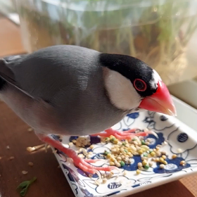 おやつタイムの画像