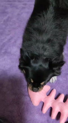 ネコ(=^ェ^=)飼いだけど犬(＾ω＾Ｕ)blogの記事動画