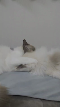 雨の日の庭と猫動画の記事動画