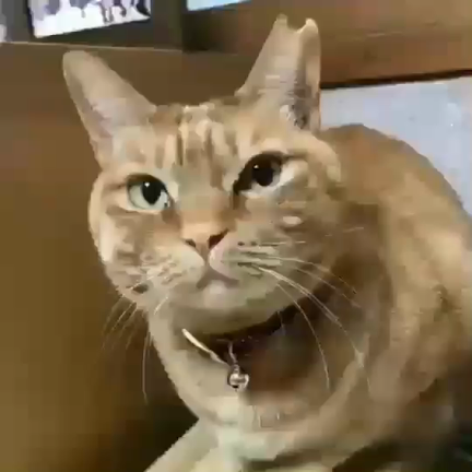 やる気が出ないのは雨のせいかオトンのせいかの記事動画
