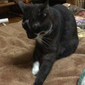 モフモフの画像