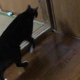 ラッキーの特技の画像