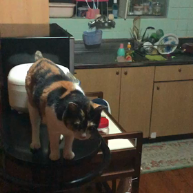 せっかち猫とのんびり猫の画像