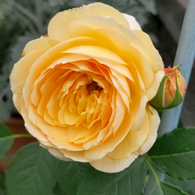 我が家の薔薇の画像