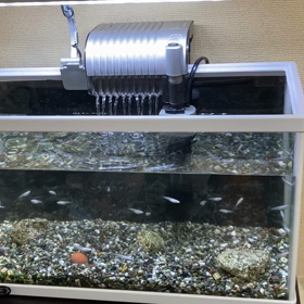 頂き物の画像