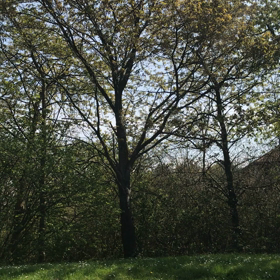 春の季節にイギリスの公園への画像