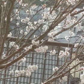 さくらんぼの花が満開だーの画像