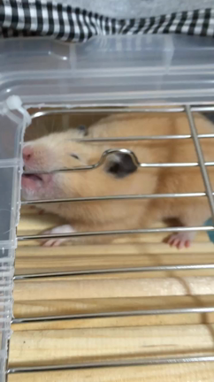 カイ写真の記事動画