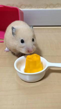 カイinシルバニアの記事動画
