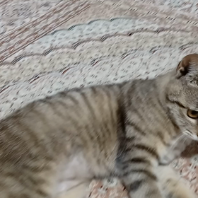 待てッ、逃げるんじゃニャい！の画像