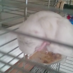 頭をもみもみ。の画像